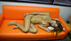 Asami Aizawa - Pornimage Hot Nude P6 No.502f23